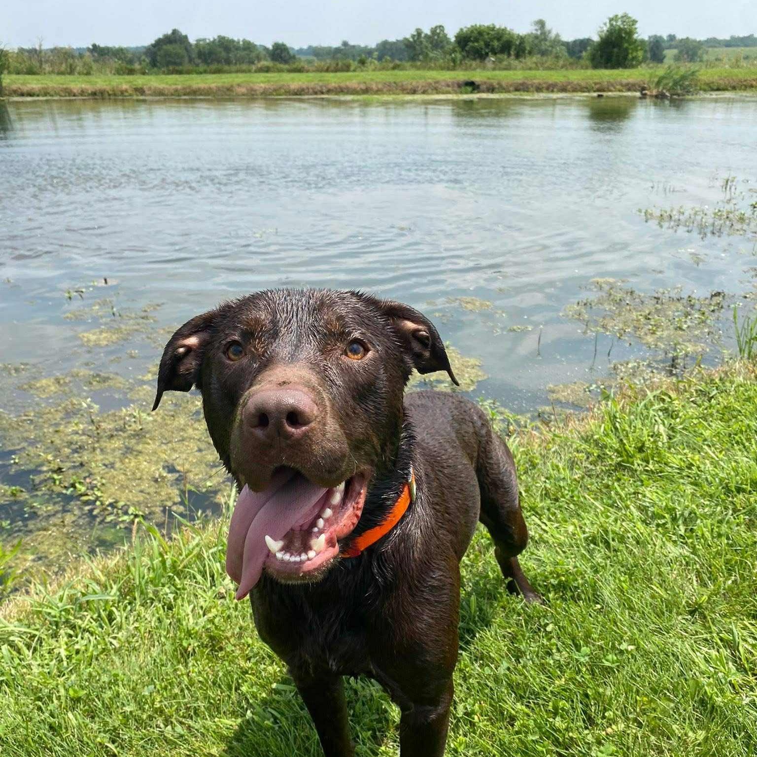 Enlarge Moose, a Adoptable mixed breed in Quincy, IL image 3/5