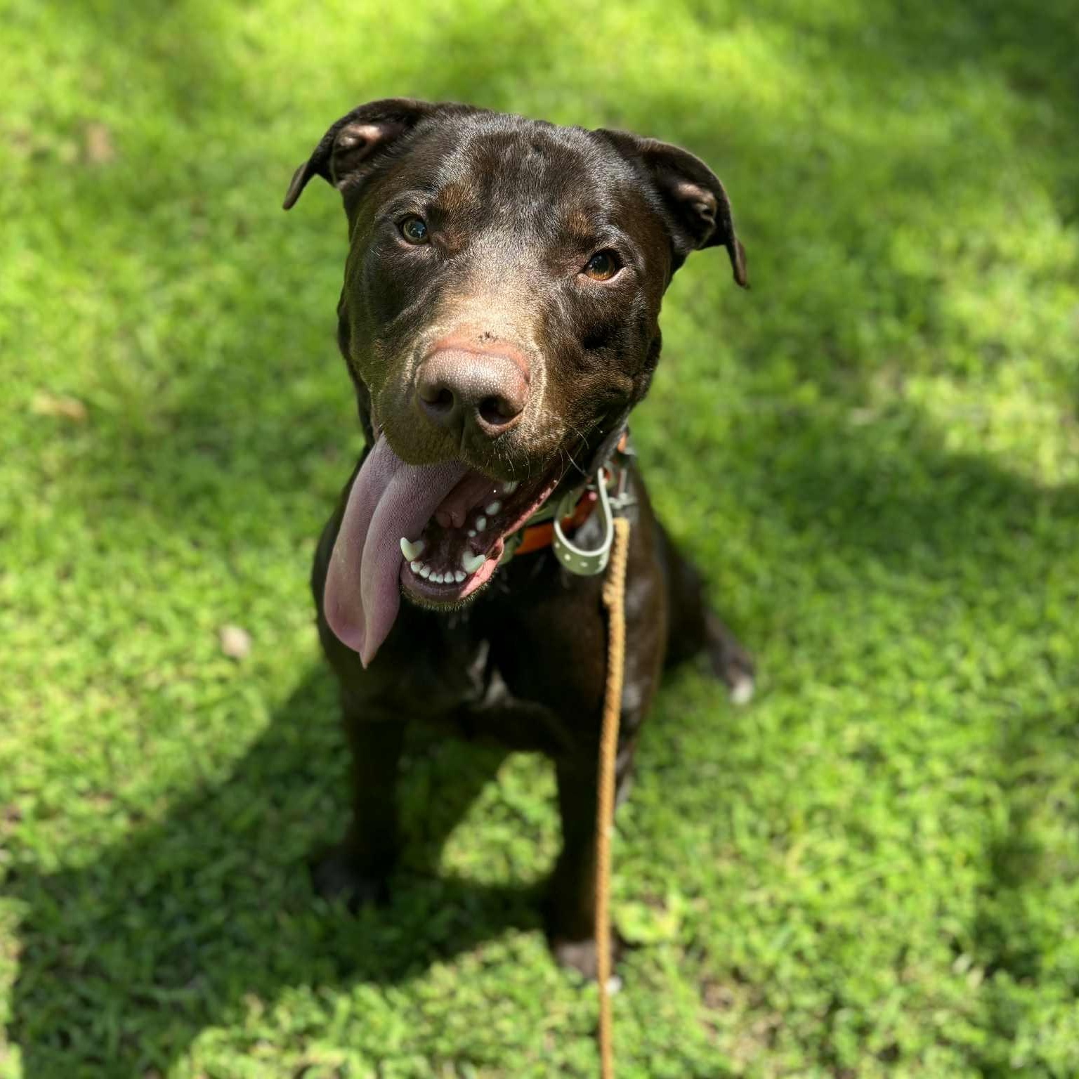 Enlarge Moose, a Adoptable mixed breed in Quincy, IL image 4/5