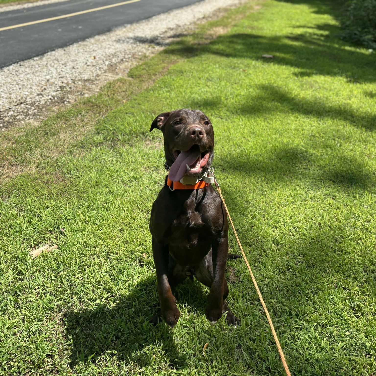 Enlarge Moose, a Adoptable mixed breed in Quincy, IL image 5/5