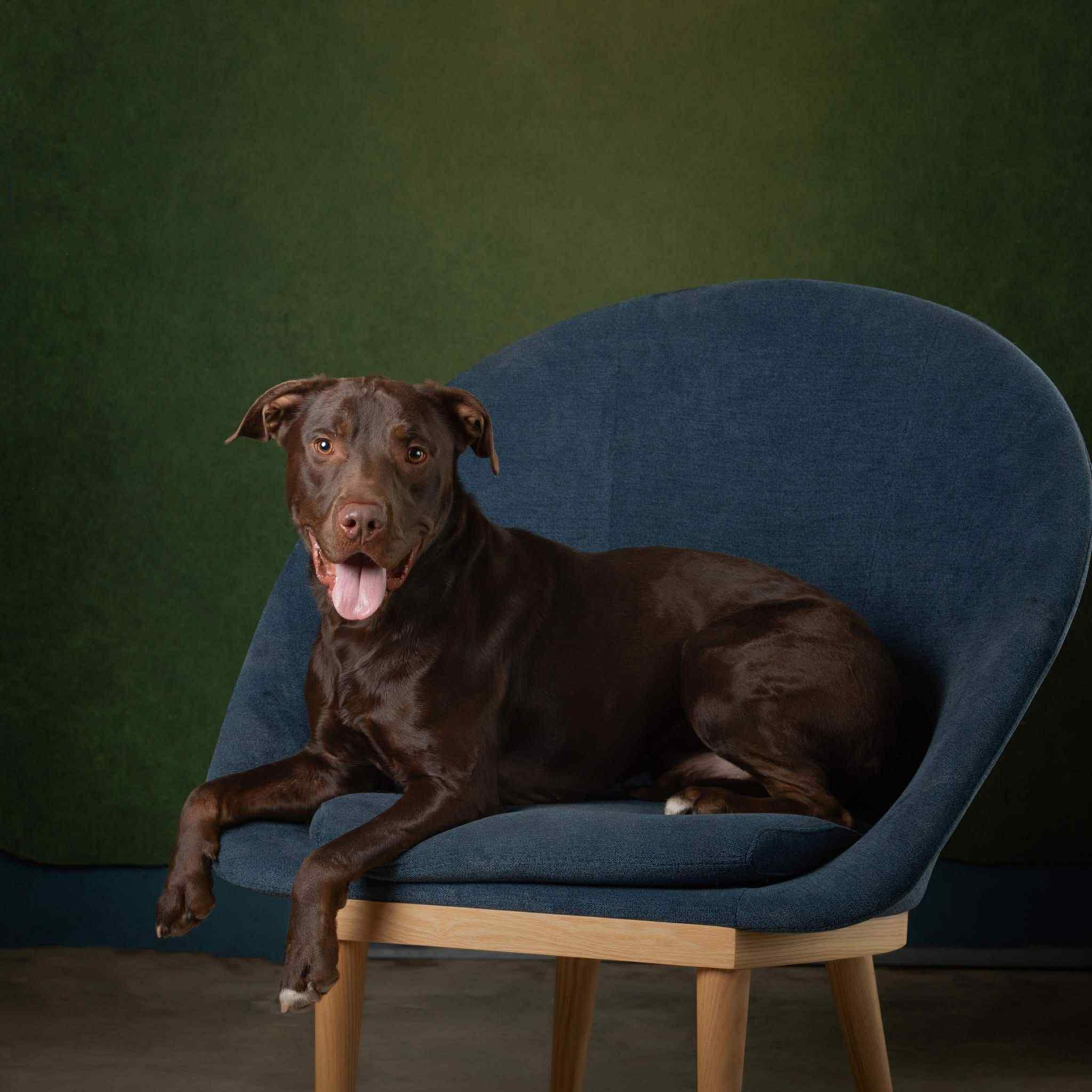 Moose, Adoptable, Adult Male Chocolate Labrador Retriever & Pit Bull Terrier.