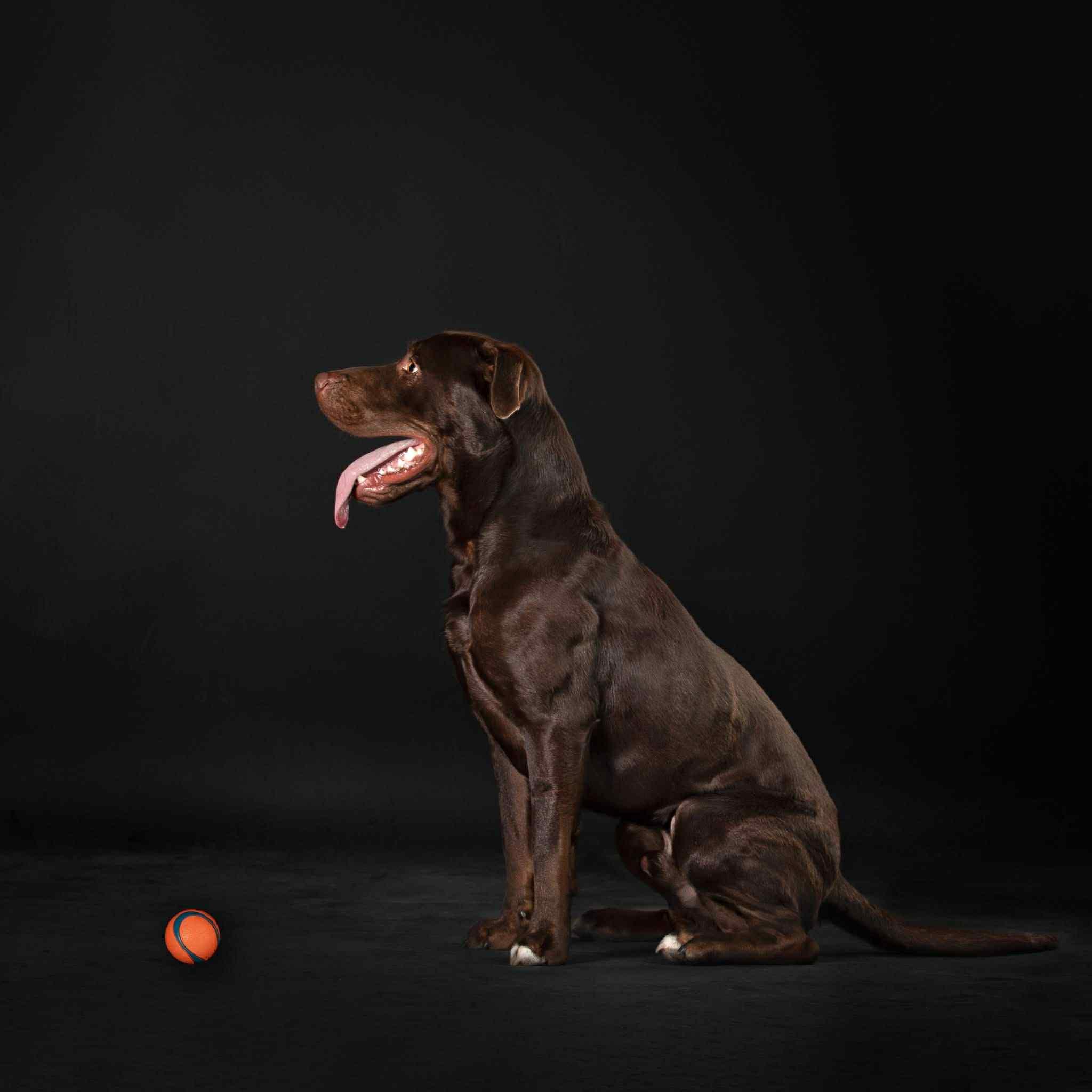 Enlarge Moose, a Adoptable mixed breed in Quincy, IL image 2/5