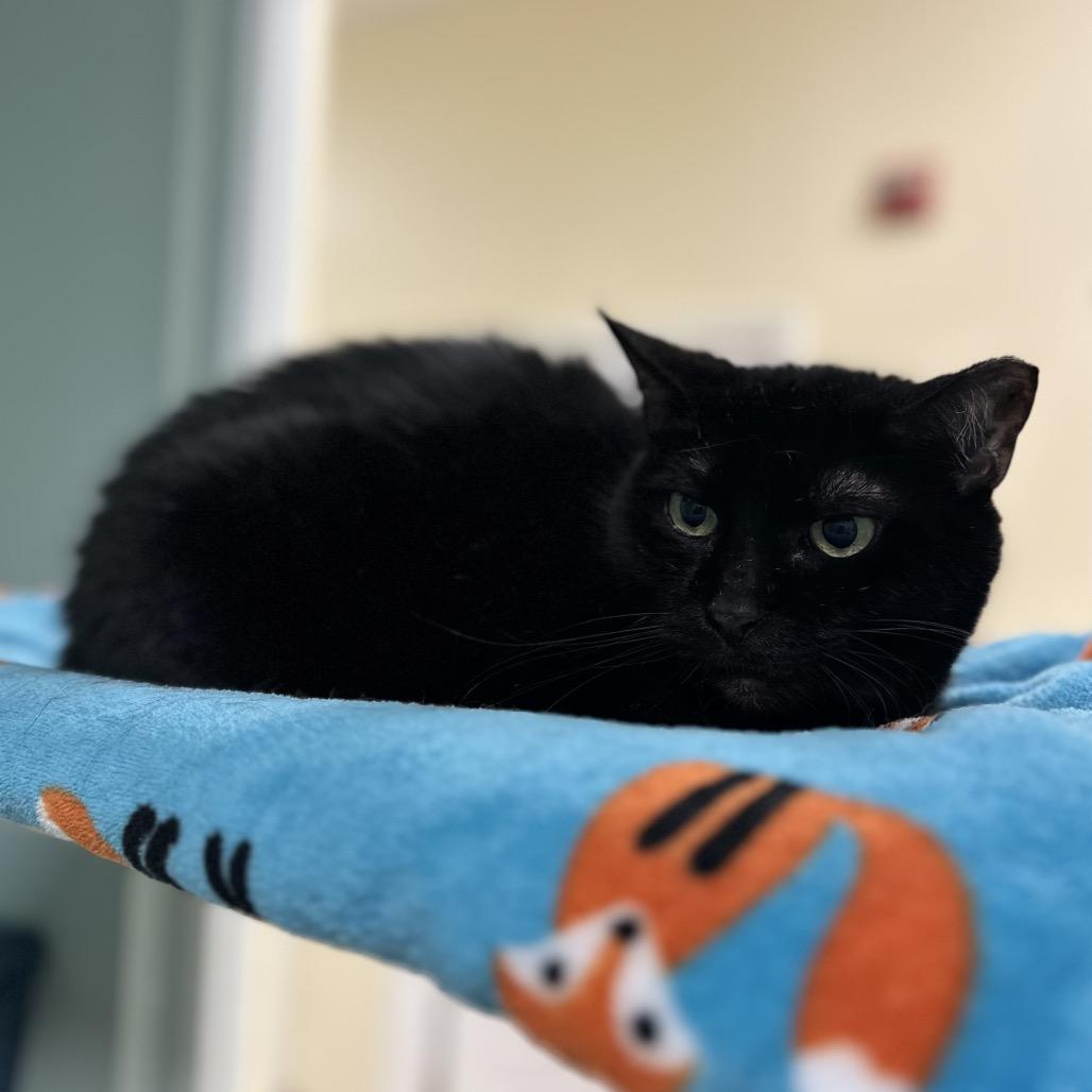 Tiny, a Adoptable Domestic Short Hair in Titusville, FL image 1/4