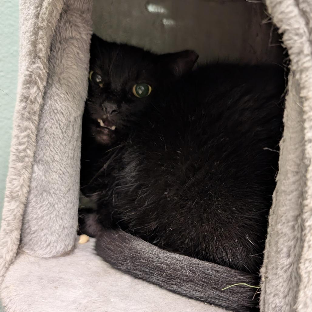 Tiny, a Adoptable Domestic Short Hair in Titusville, FL image 2/4