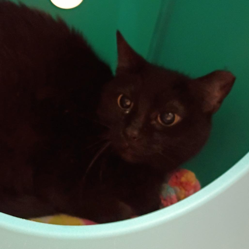 Tiny, a Adoptable Domestic Short Hair in Titusville, FL image 4/4