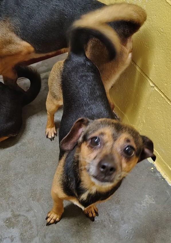 Rocky, Adoptable, Adult Male Miniature Pinscher.