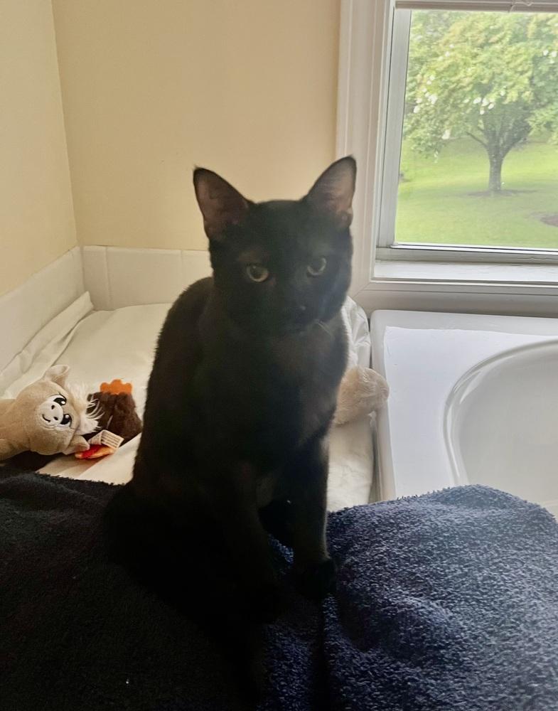 Linus, Adoptable, Young Male Domestic Short Hair.