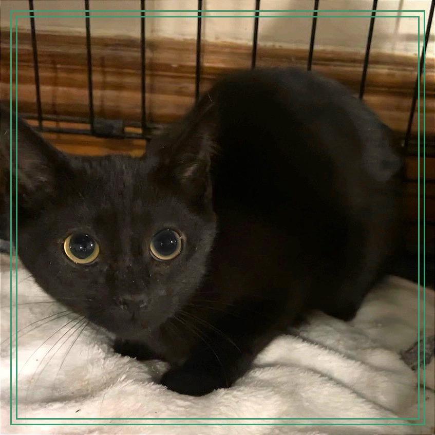 Opalite, Adoptable, Kitten Female Domestic Short Hair.