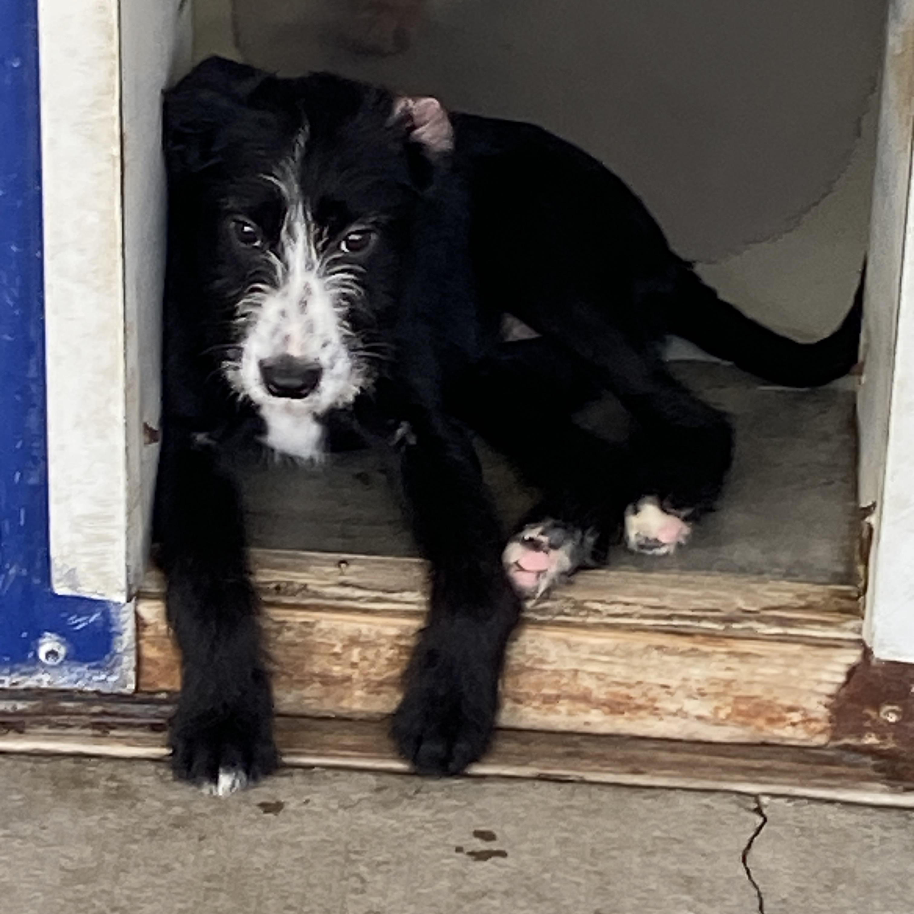 Minnie, ADOPTABLE, Puppy Female Wirehaired Terrier.