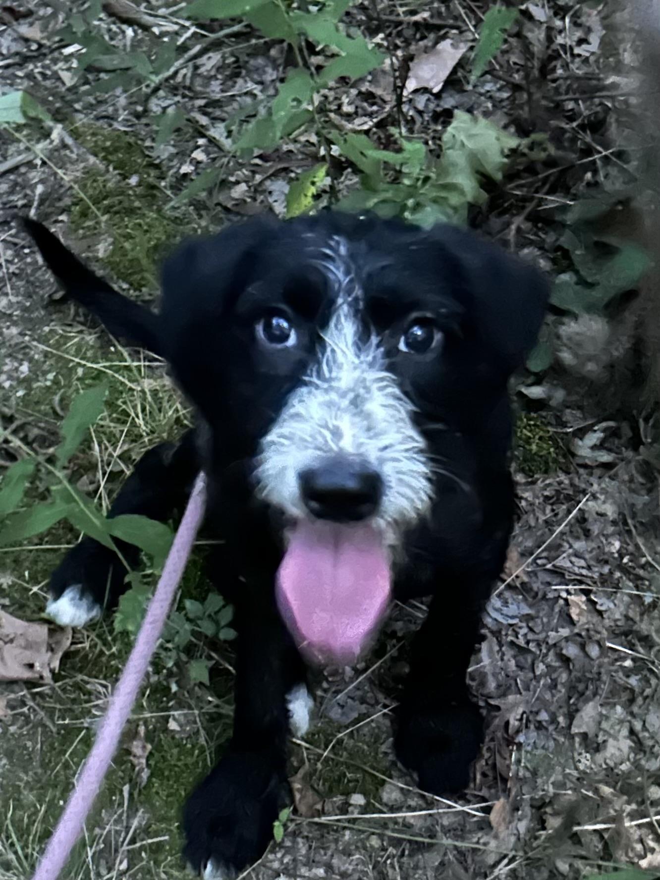 Minnie, ADOPTABLE, Young Female Wirehaired Terrier.