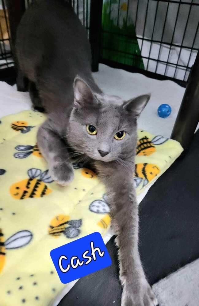 Cash, Adoptable, Young Male Russian Blue & Domestic Short Hair.