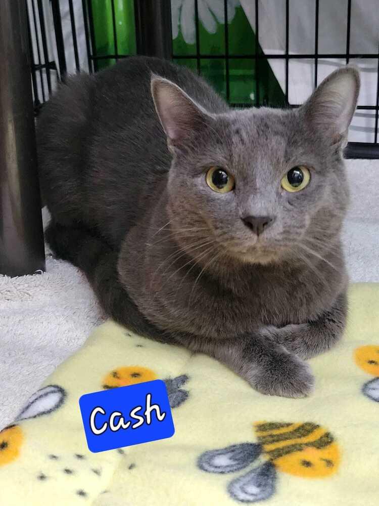 Enlarge Cash, a Adoptable mixed breed in Jessup, MD image 2/2