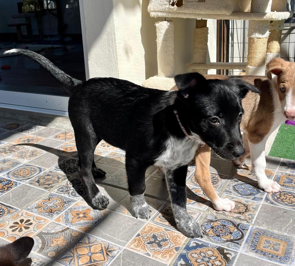 Vino, Adopted, Young Male Cattle Dog.