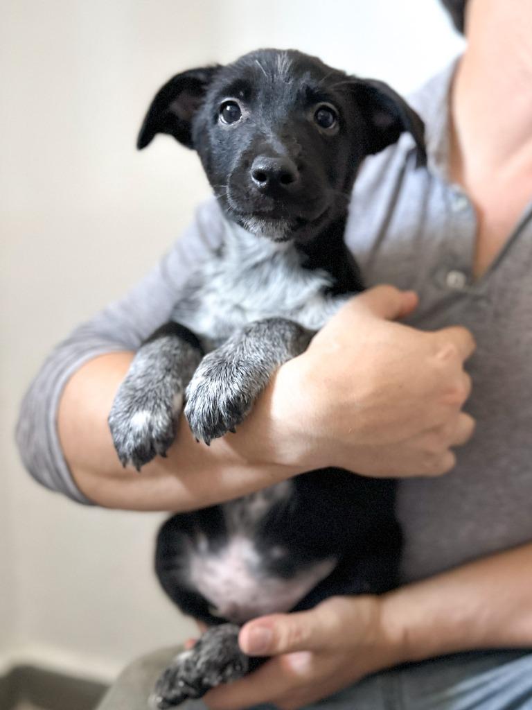 Vino, a Adopted Cattle Dog in San Juan de Abajo, NAY image 2/4