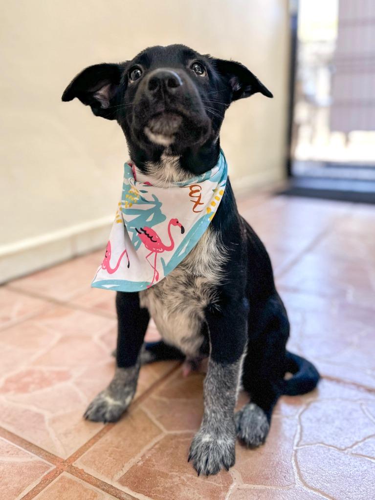 Vino, a Adopted Cattle Dog in San Juan de Abajo, NAY image 3/4