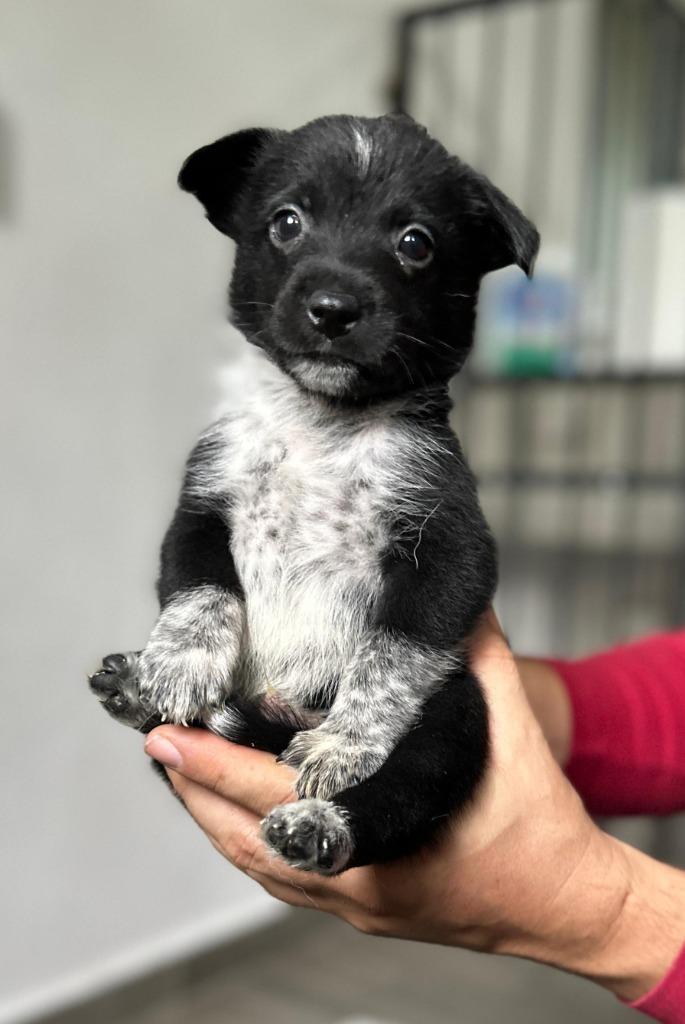 Vino, a Adopted Cattle Dog in San Juan de Abajo, NAY image 4/4