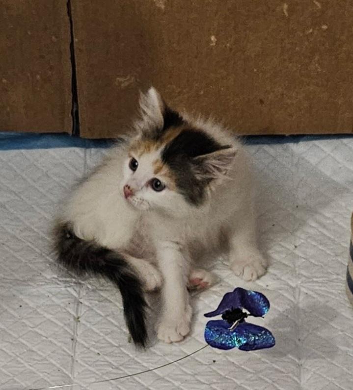 Enlarge Rosie, an adopted mixed breed in Albuquerque, NM image 1/5