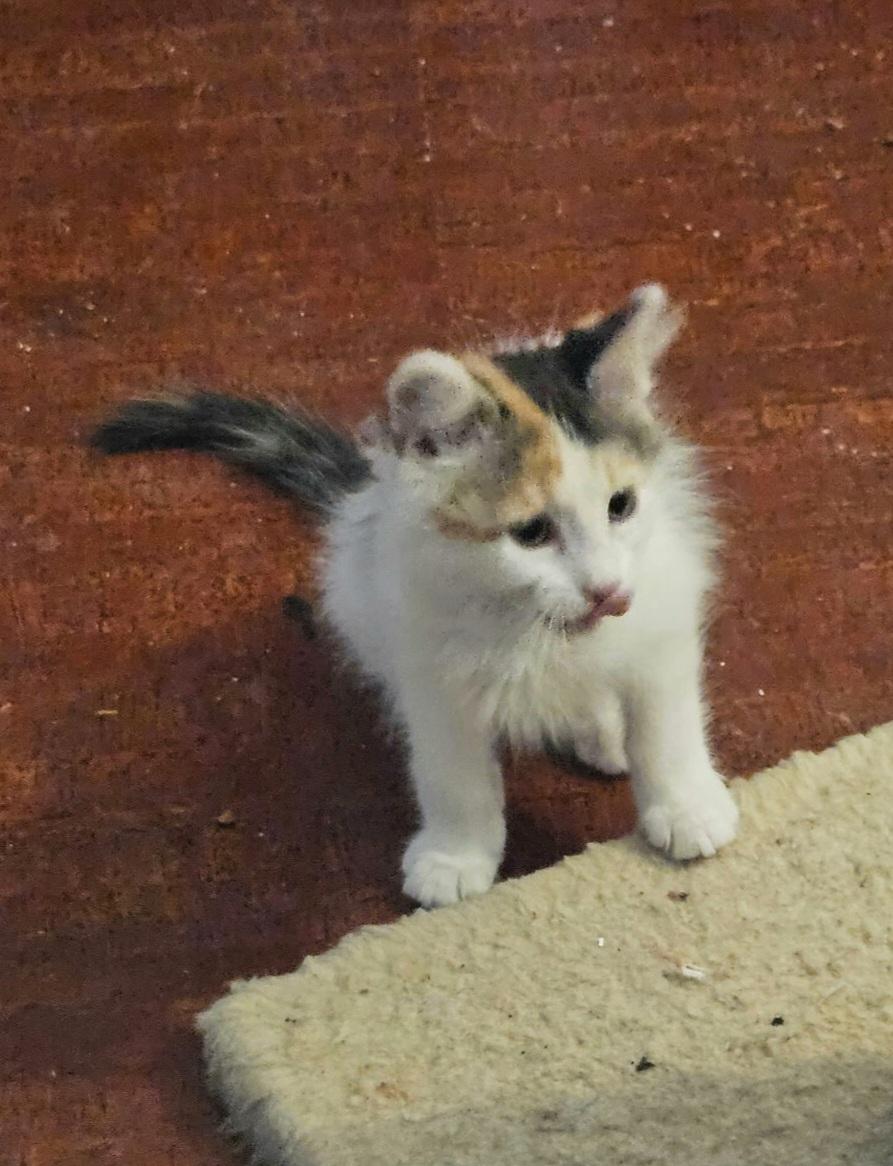 Enlarge Rosie, an adopted mixed breed in Albuquerque, NM image 2/5