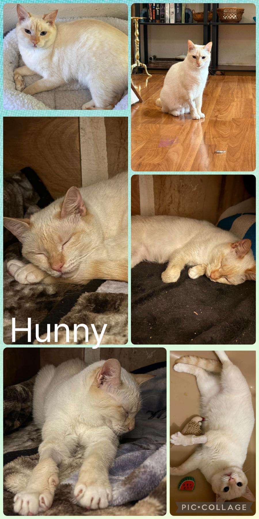 Hunny, Adoptable, Adult Female Domestic Short Hair.