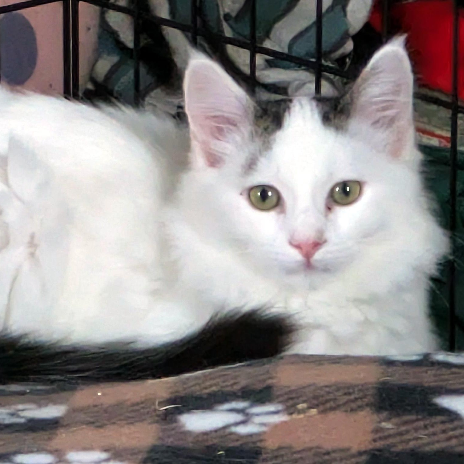 Avalanche thumbnail 2