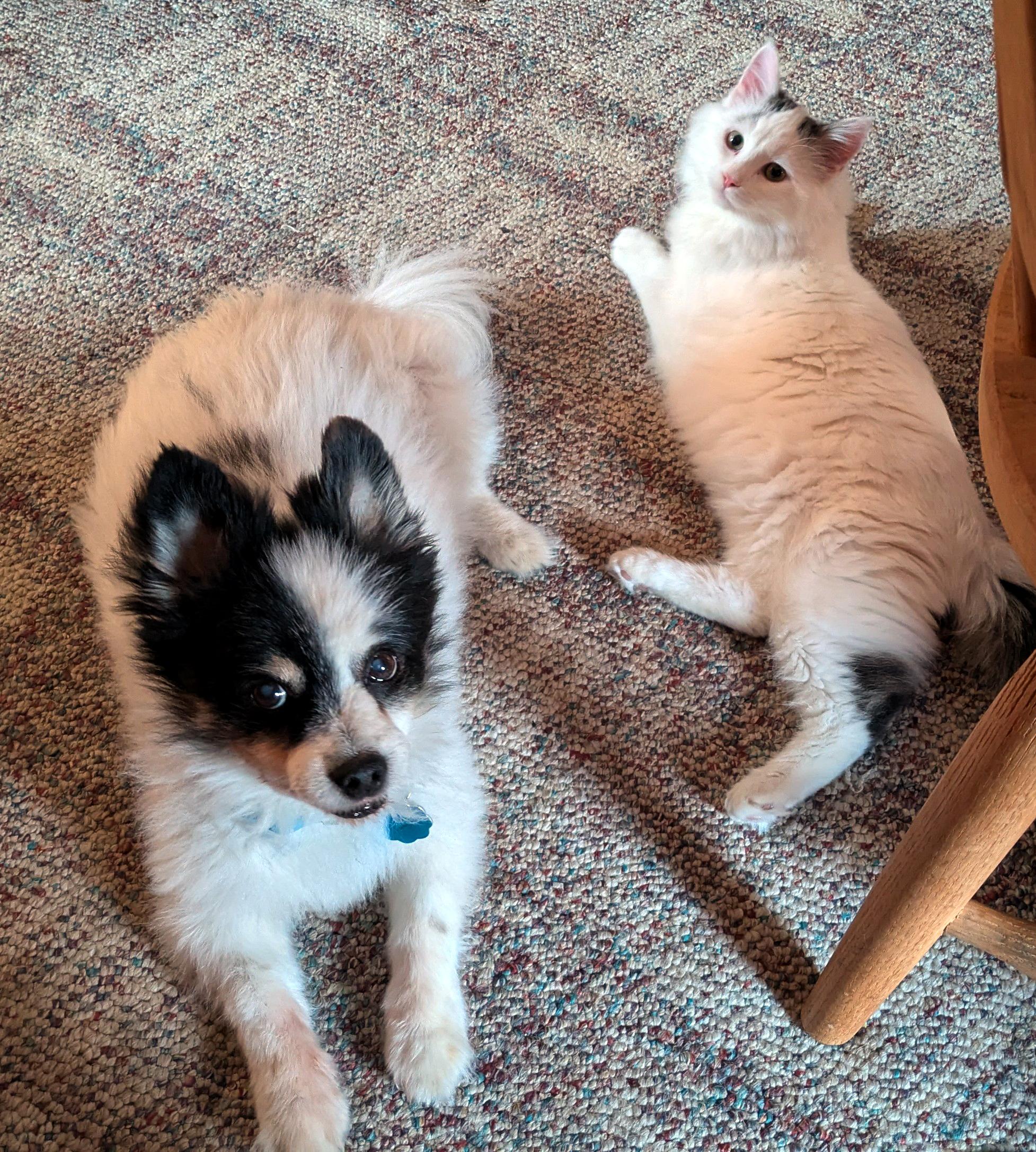 Avalanche, a Adoptable Domestic Medium Hair in Wadsworth, OH image 3/4