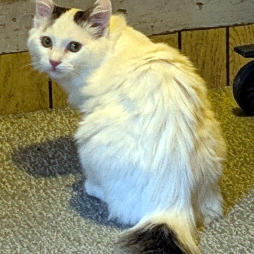 Avalanche, Adoptable, Kitten Male Domestic Medium Hair.