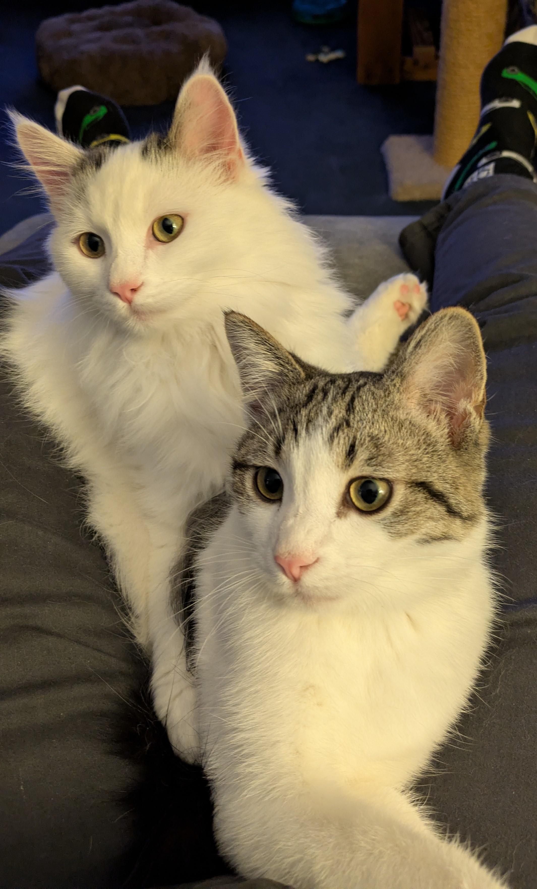 Avalanche, a Adoptable Domestic Medium Hair in Wadsworth, OH image 4/4