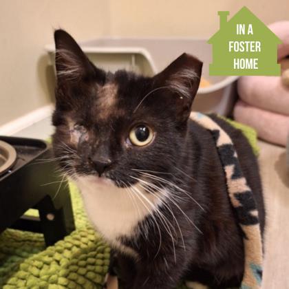 Enlarge Houdini- Application Only, an adoptable mixed breed in Sacramento, CA image 2/5