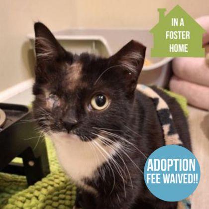 Enlarge Houdini- Application Only, an adoptable mixed breed in Sacramento, CA image 1/5