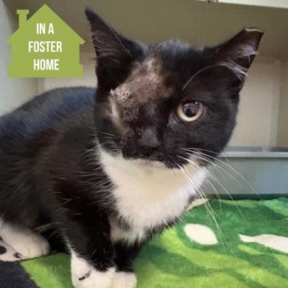 Enlarge Houdini- Application Only, an adoptable mixed breed in Sacramento, CA image 3/5