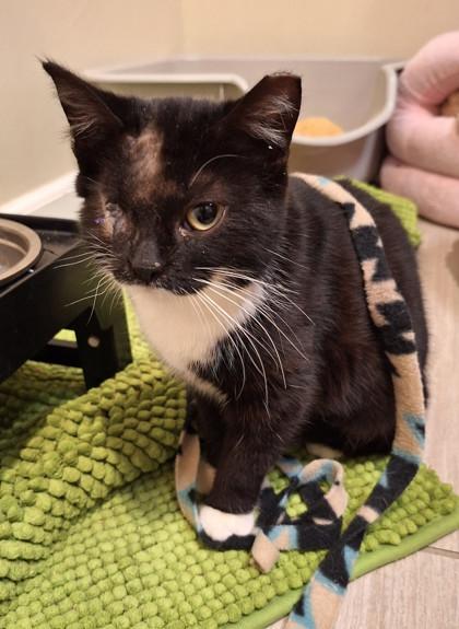 Enlarge Houdini- Application Only, an adoptable mixed breed in Sacramento, CA image 4/5