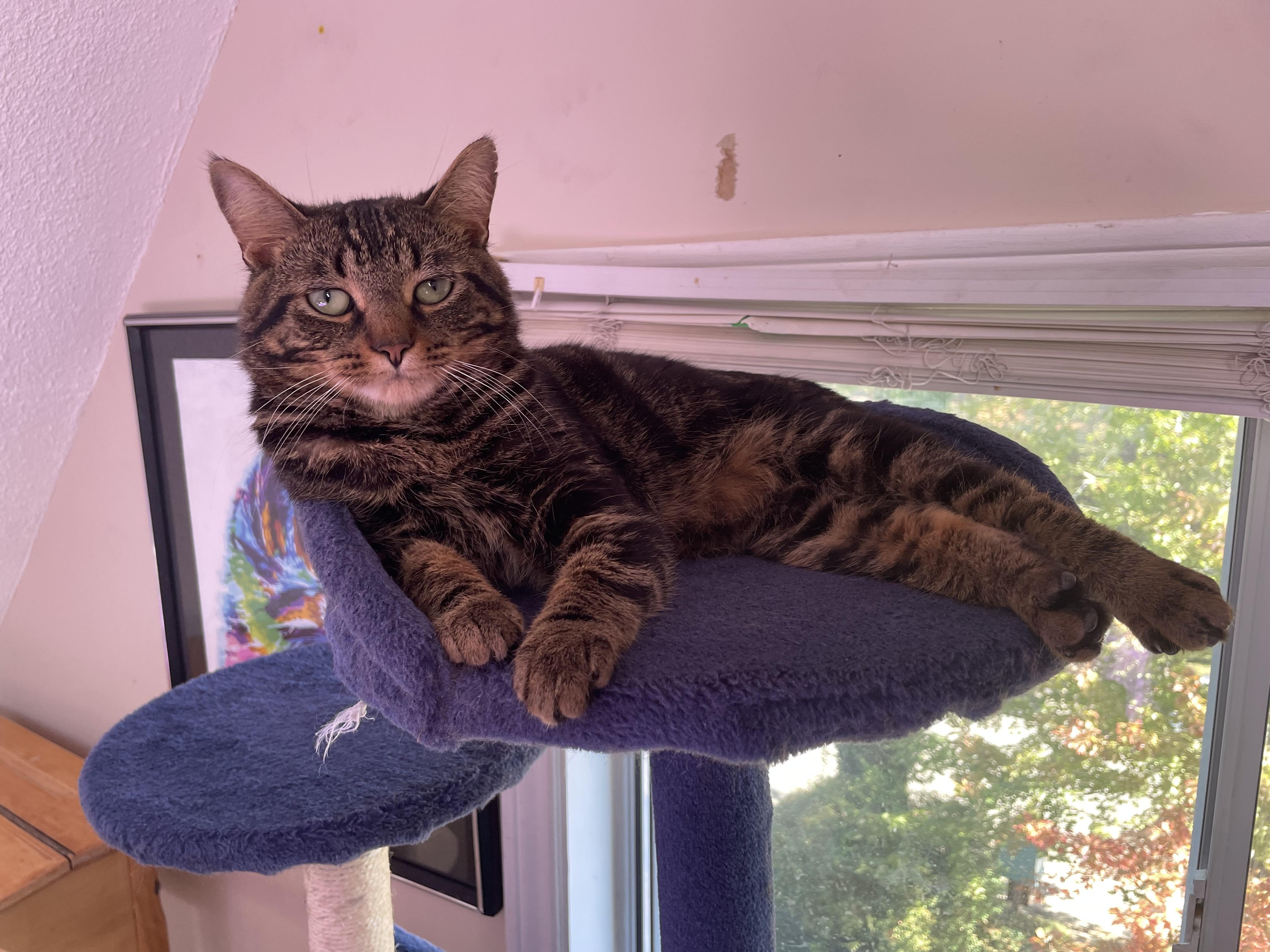 Carson, Adoptable, Kitten Male Domestic Short Hair.