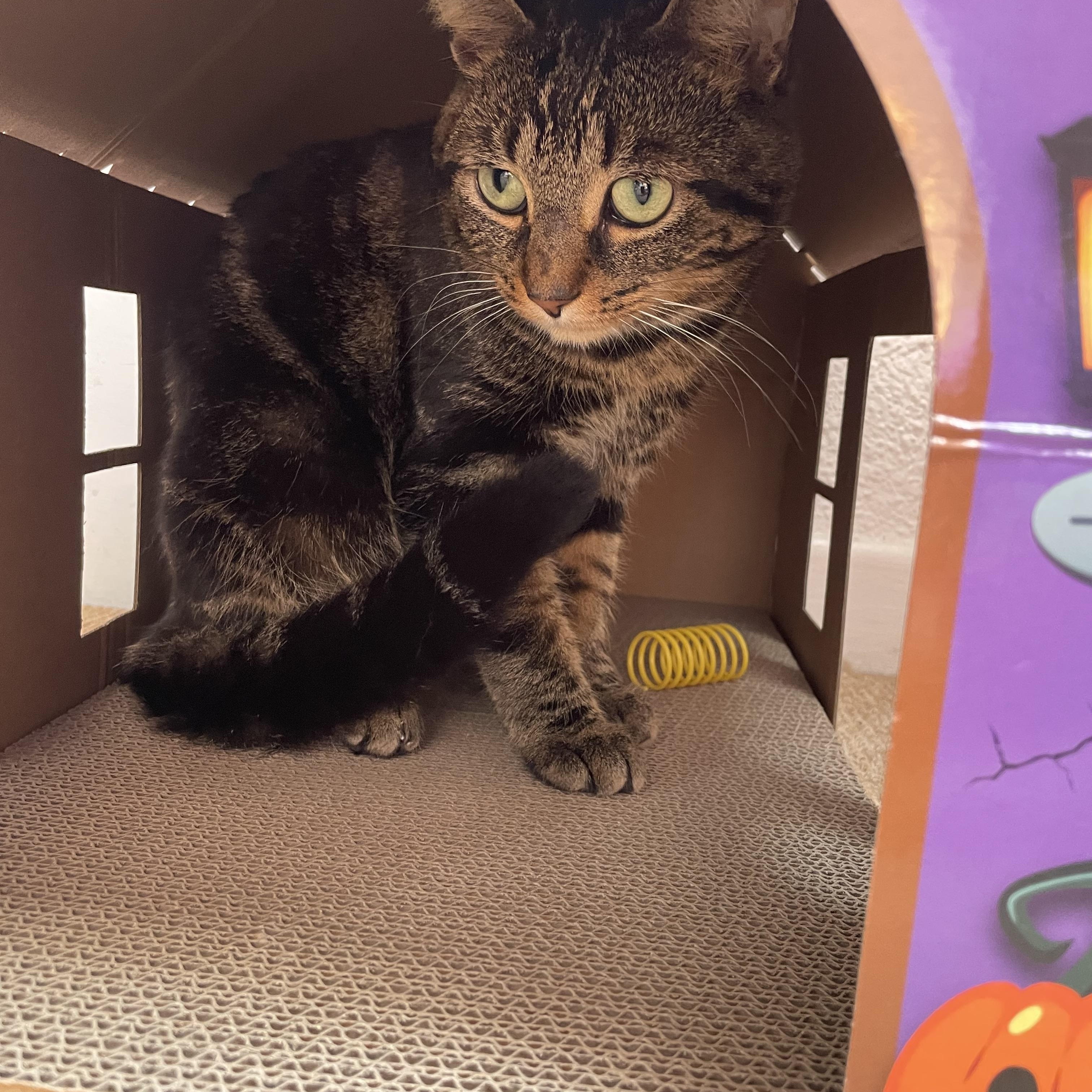 Enlarge Carson, a Adoptable mixed breed in Scarborough, ON image 3/4