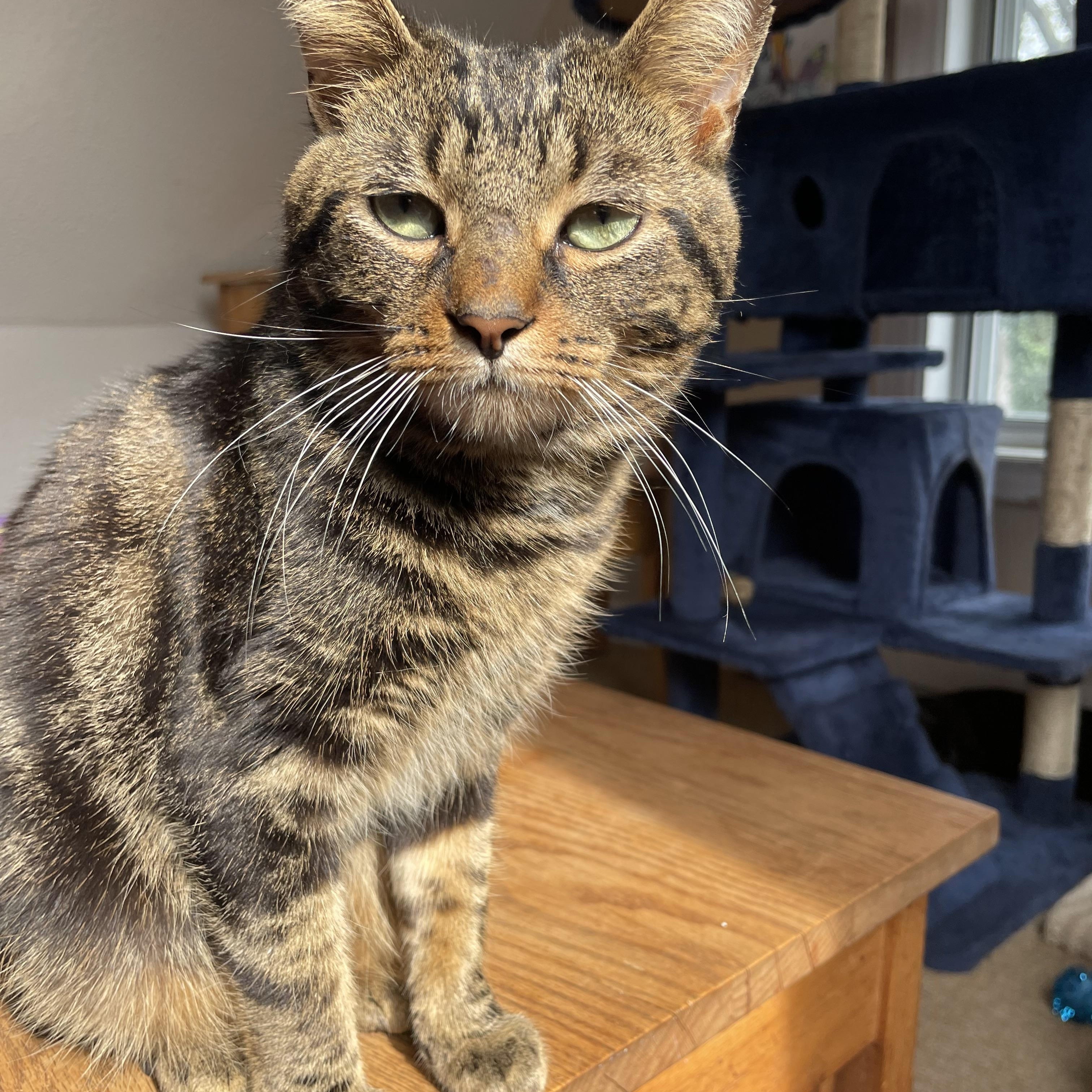 Enlarge Carson, a Adoptable mixed breed in Scarborough, ON image 4/4
