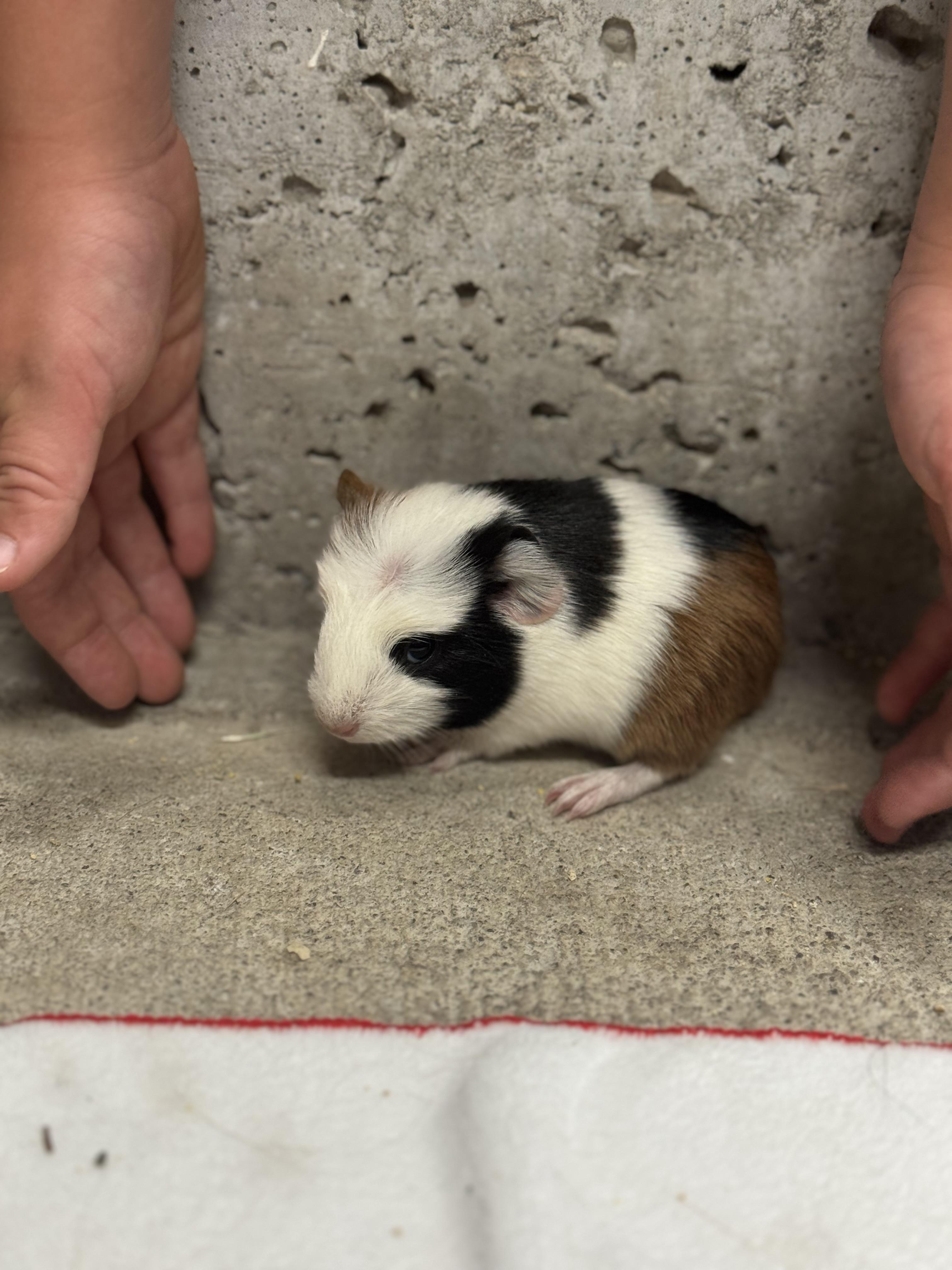 Courtesy Post Pleae call the owner directly. 6 Guinea pigs!