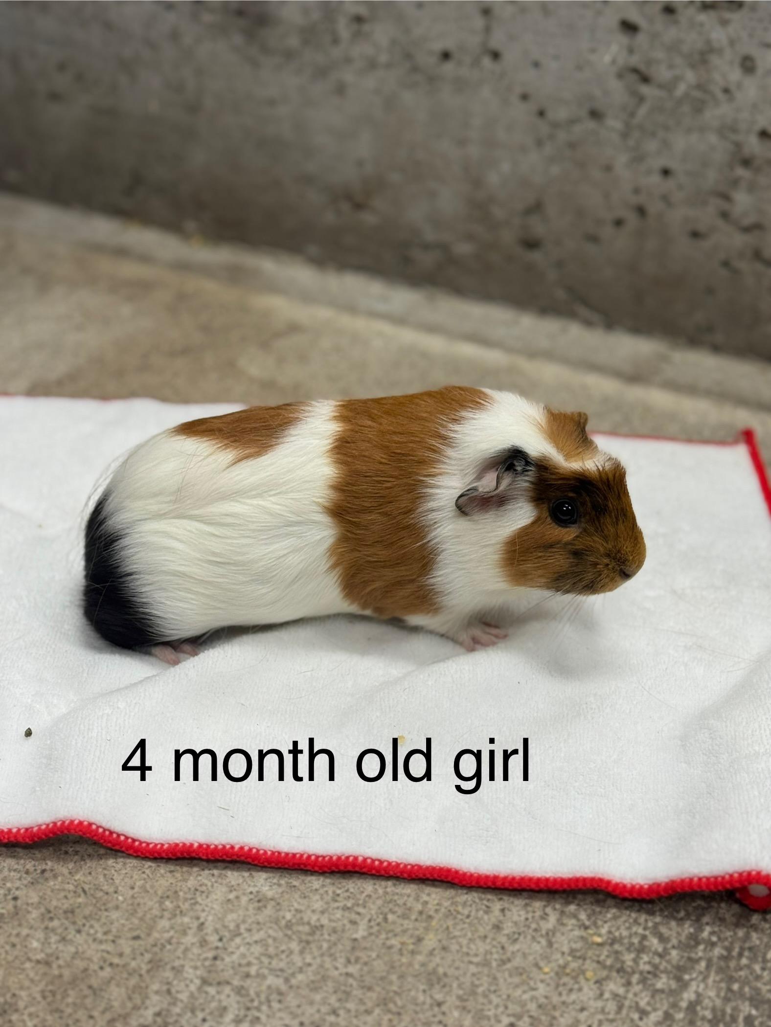 Courtesy Post Pleae call the owner directly. 6 Guinea pigs!