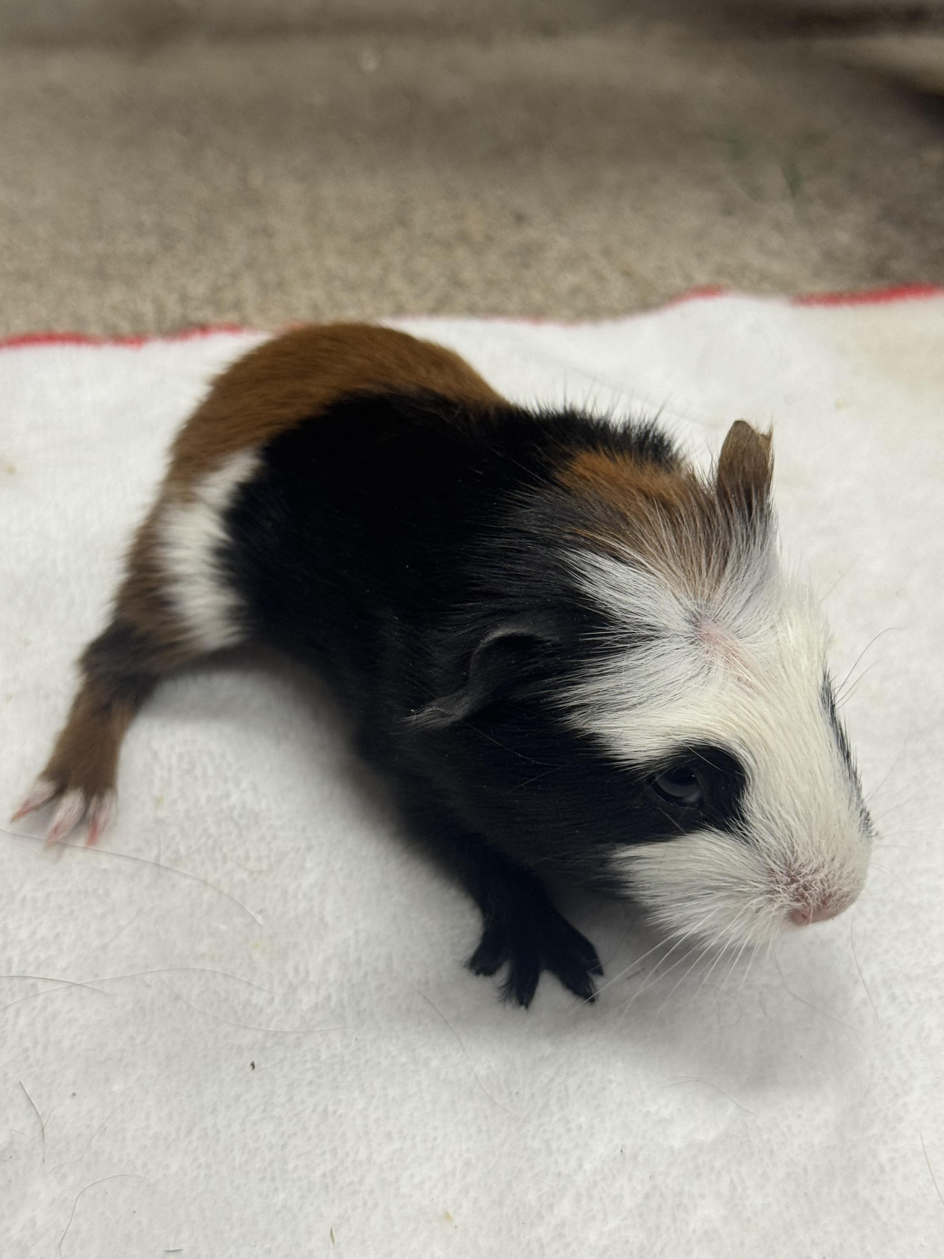 Courtesy Post Pleae call the owner directly. 6 Guinea pigs!