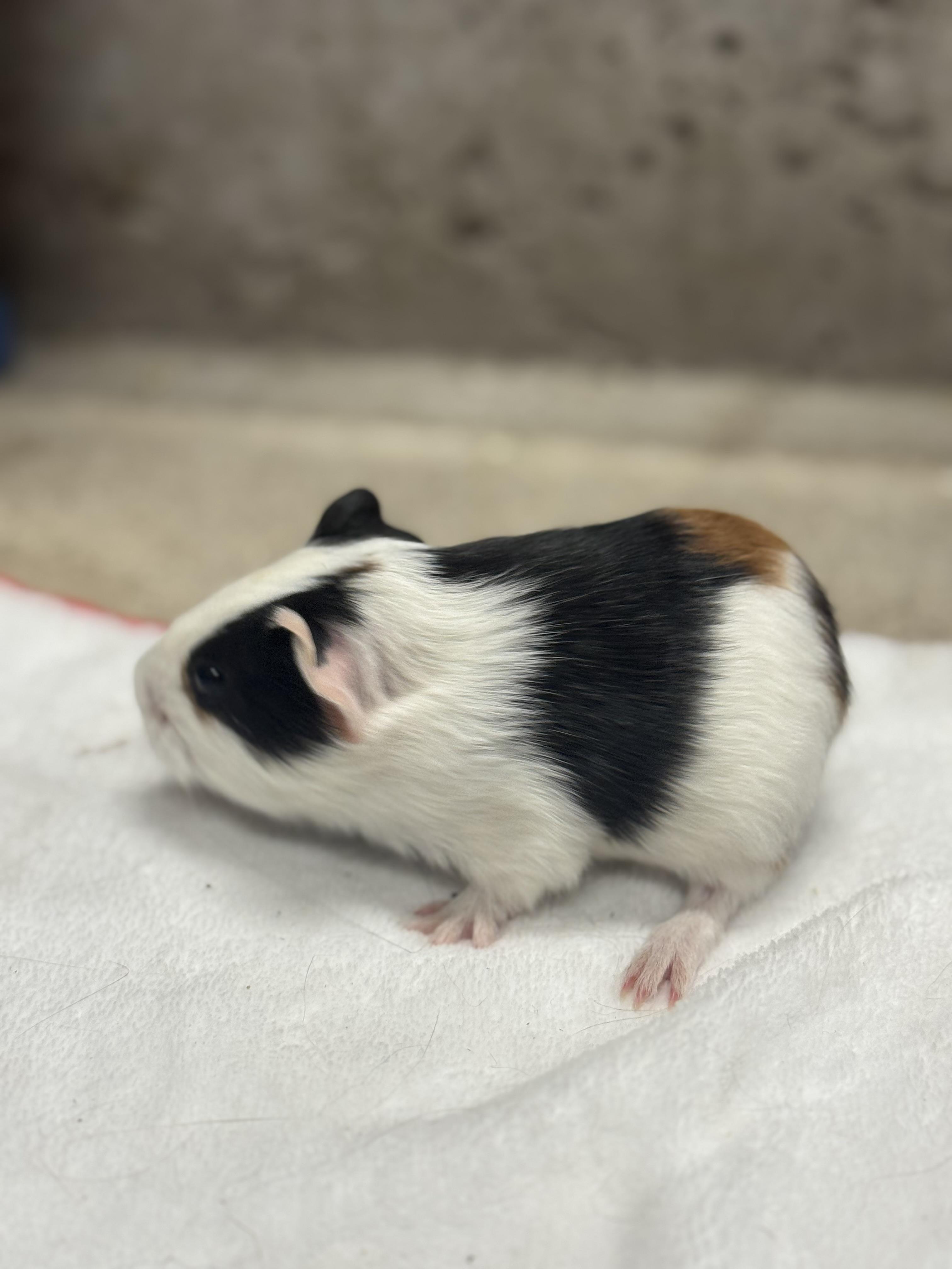 Courtesy Post Pleae call the owner directly. 6 Guinea pigs!