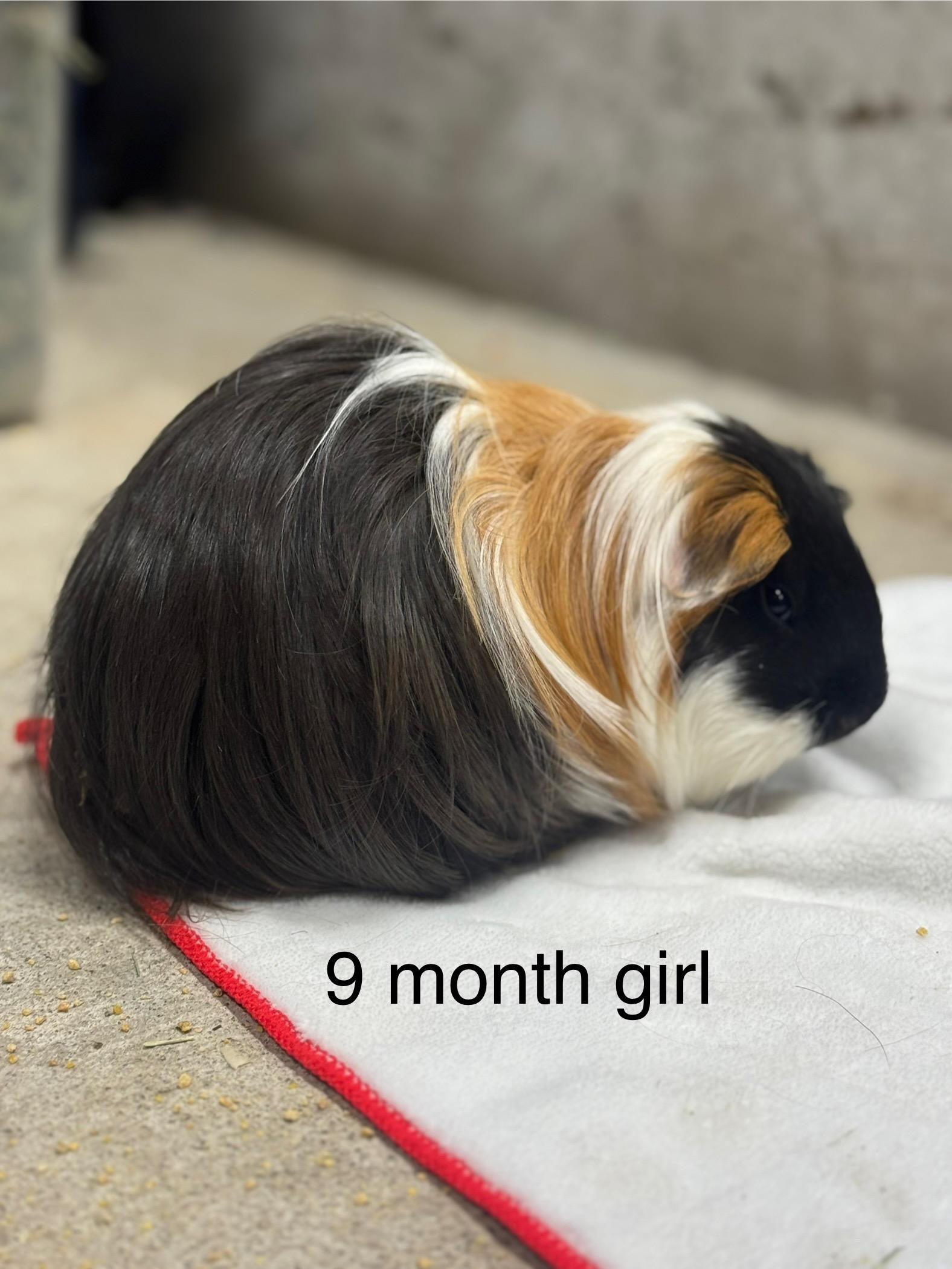 Courtesy Post Pleae call the owner directly. 6 Guinea pigs!