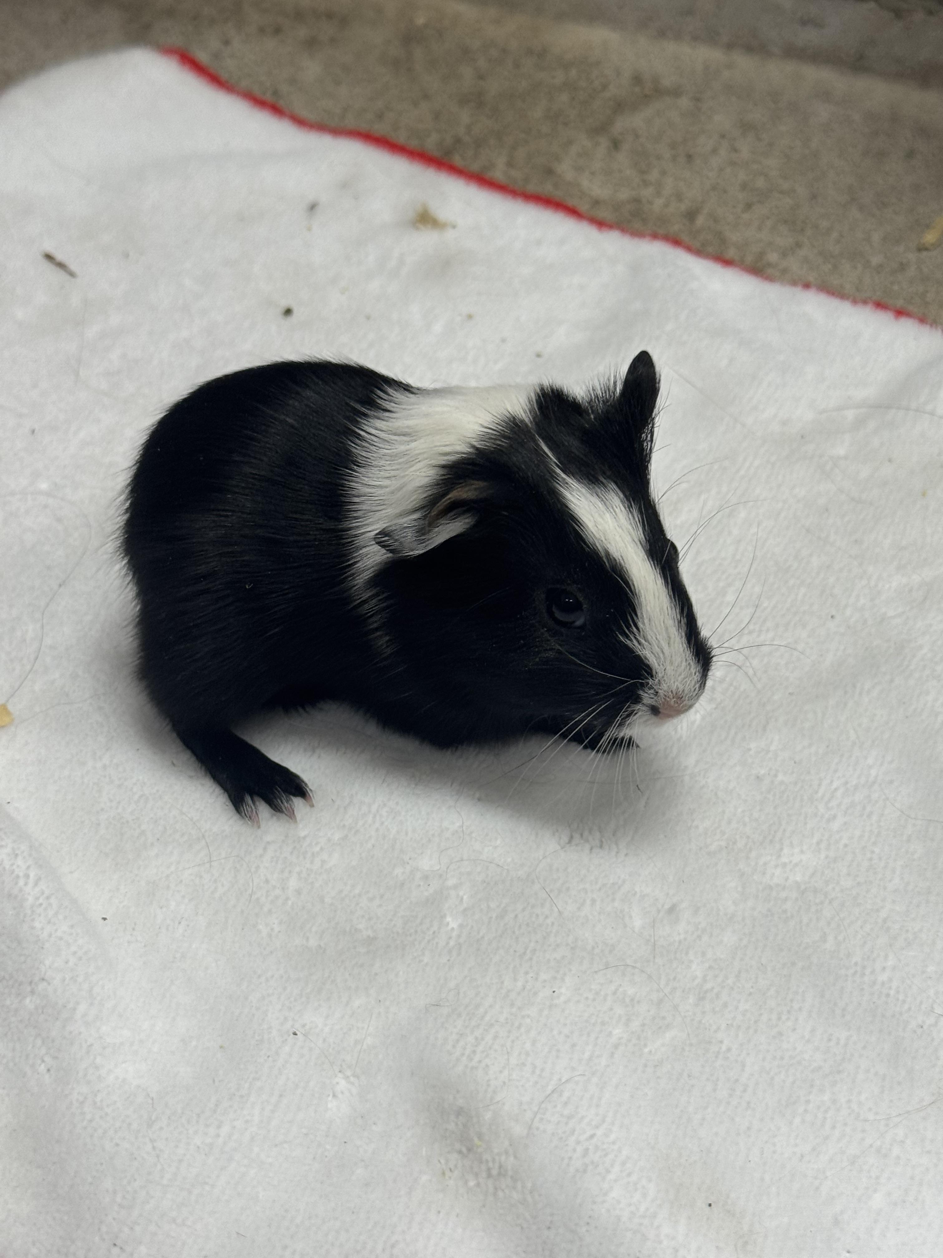Courtesy Post Pleae call the owner directly. 6 Guinea pigs!
