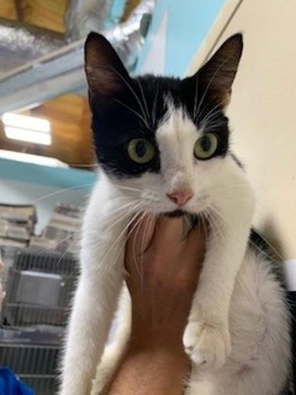 26-07-2116 Mindy, Adoptable, Adult Female Domestic Short Hair.