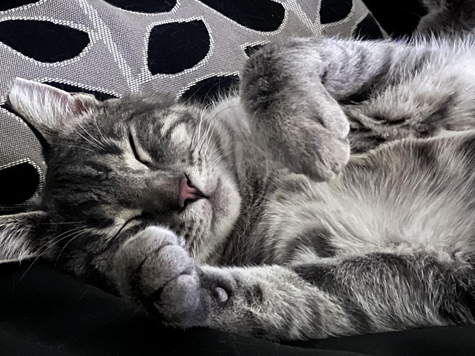 Enlarge Lenny, a Adoptable Domestic Short Hair in Trexlertown, PA image 2/3