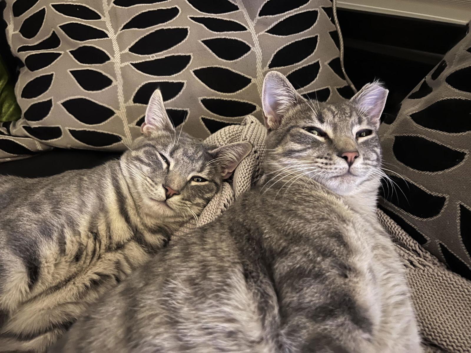 Enlarge Lenny, a Adoptable Domestic Short Hair in Trexlertown, PA image 3/3