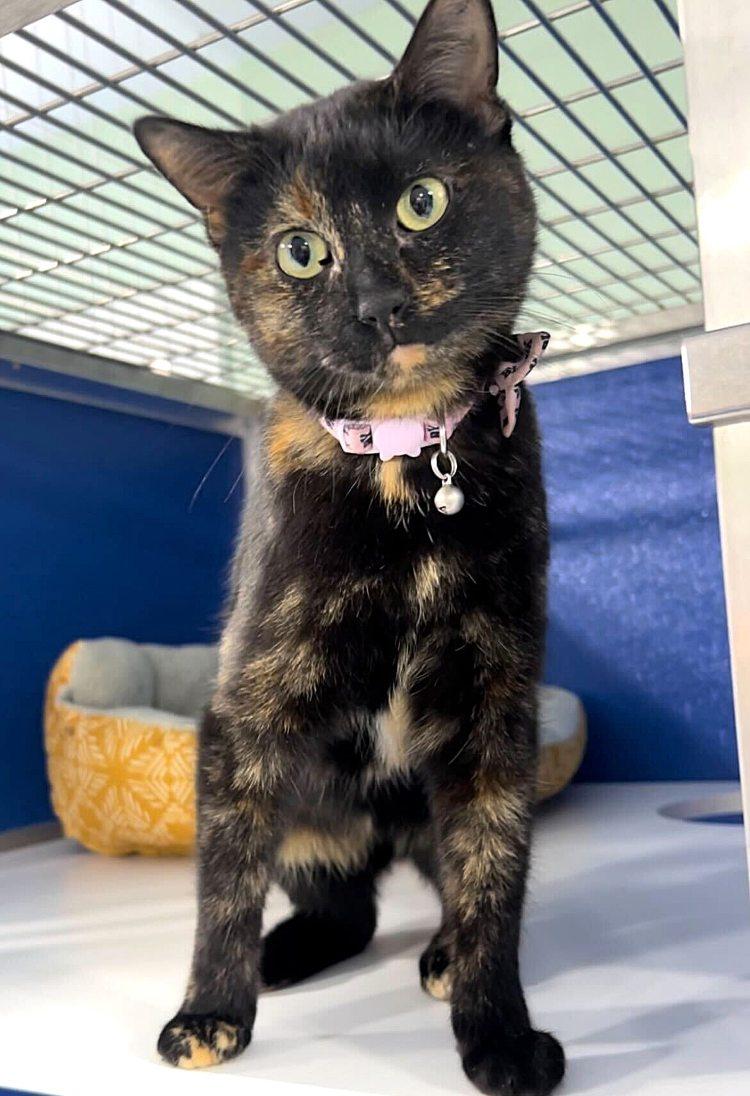 Enlarge Eternal Diva, a Adoptable Domestic Short Hair in Colorado Springs, CO image 1/3