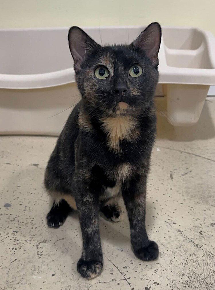 Enlarge Eternal Diva, a Adoptable Domestic Short Hair in Colorado Springs, CO image 2/3