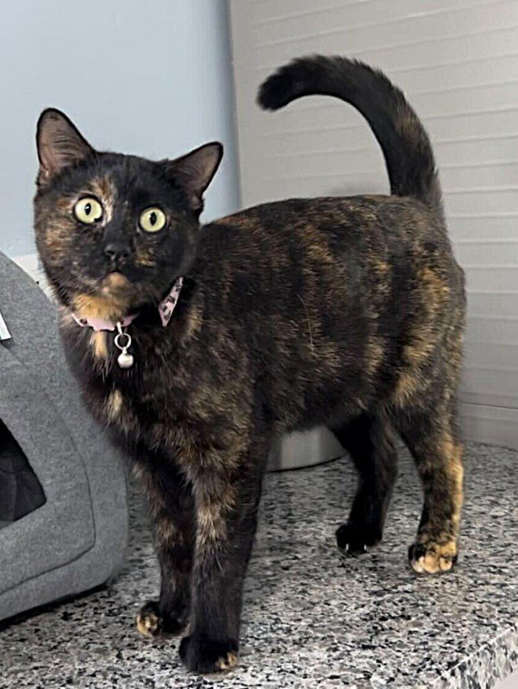 Enlarge Eternal Diva, a Adoptable Domestic Short Hair in Colorado Springs, CO image 3/3