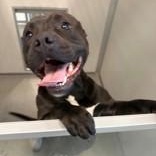 Soda Pop, ADOPTABLE, Adult Female American Staffordshire Terrier.