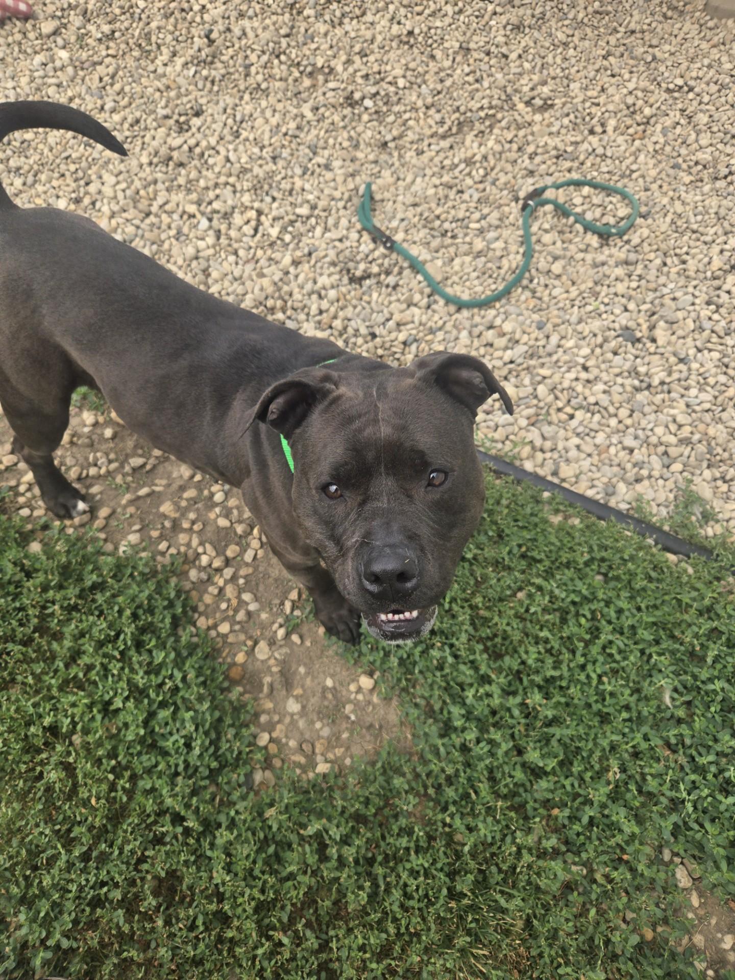 Enlarge Soda Pop, a ADOPTABLE American Staffordshire Terrier in Joliet, IL image 3/4