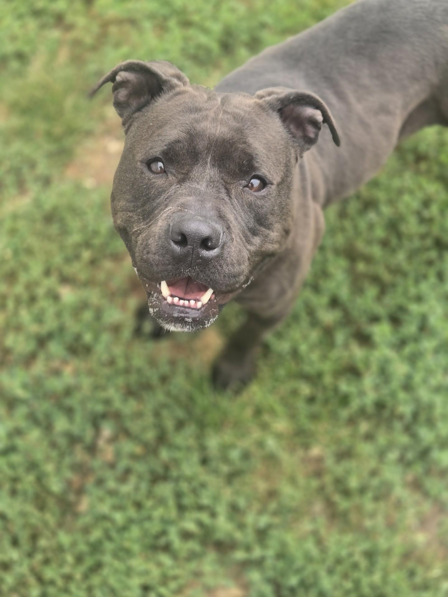 Soda Pop, ADOPTABLE, Adult Female American Staffordshire Terrier.