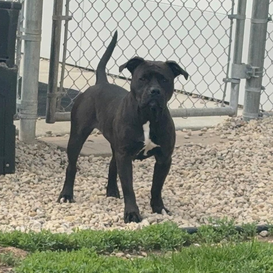 Enlarge Soda Pop, a ADOPTABLE American Staffordshire Terrier in Joliet, IL image 4/4