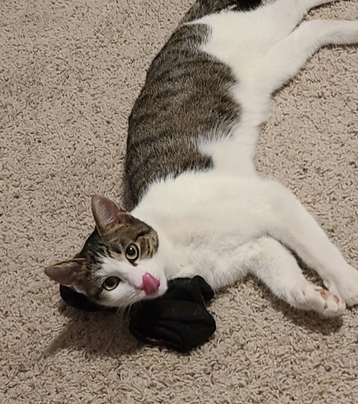 Emmy, Adoptable, Young Female Domestic Short Hair.